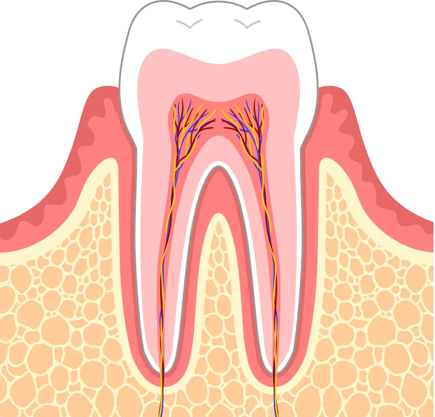 歯の土台の修復