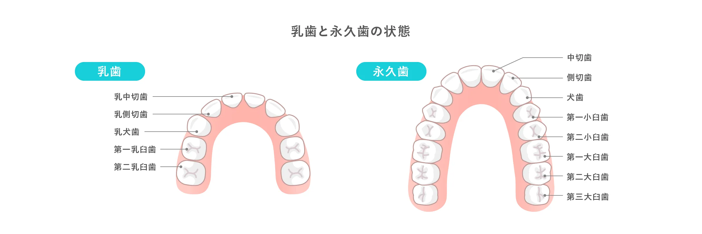 こどもの歯の「生え変わり」を押さえる 乳歯と永久歯の向き合い方