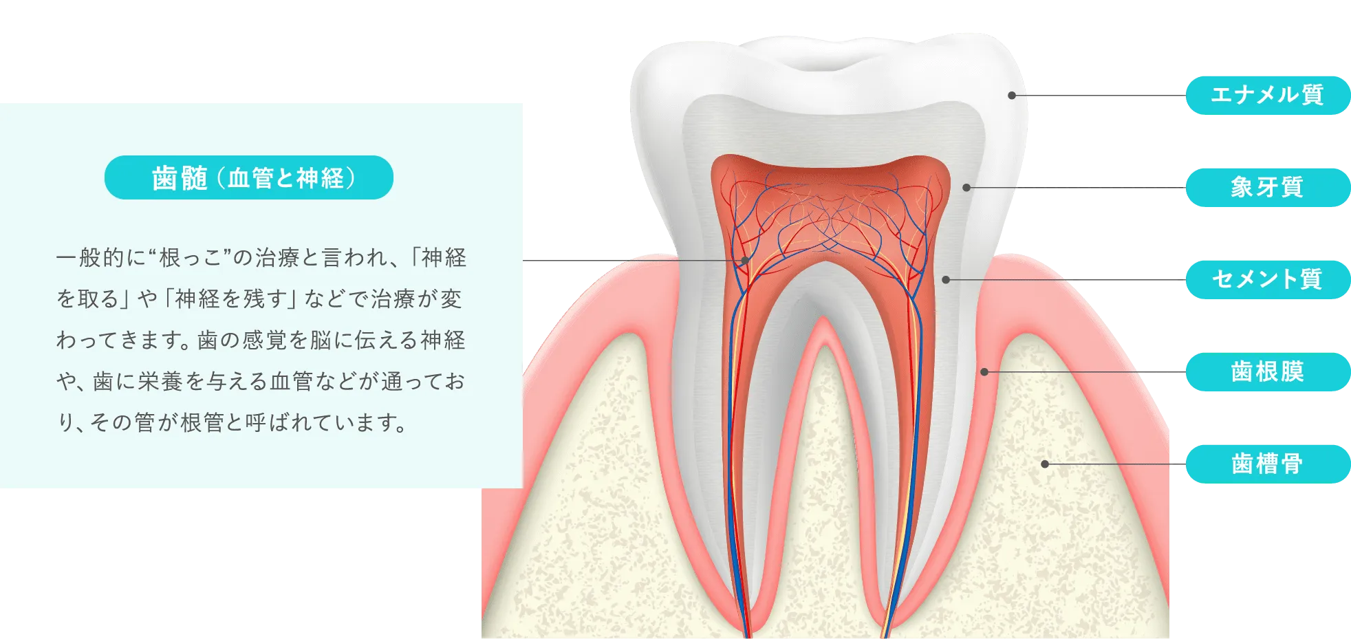 歯を残す歯内療法