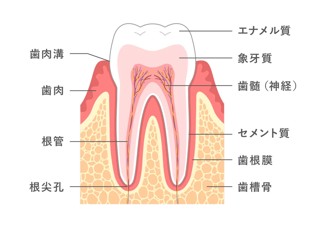 歯周組織の全体から治療する